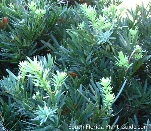 foliage detail foliage detail