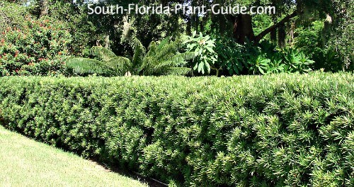 How to Trim Podocarpus: A Complete Guide to Keep Your Hedge in Perfect Shape