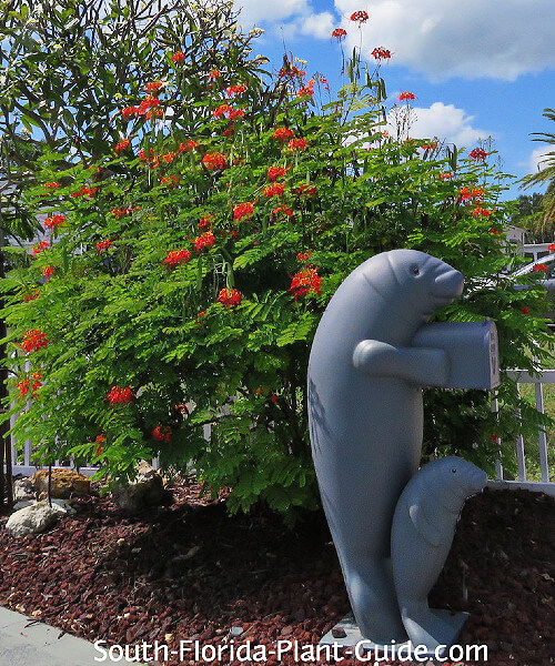 plant in full bloom by a dolphin mailbox plant in full bloom by a dolphin mailbox