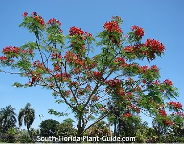 young royal poinciana starting to bloom young royal poinciana starting to bloom