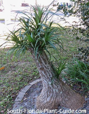 cut ponytail palm cut ponytail palm