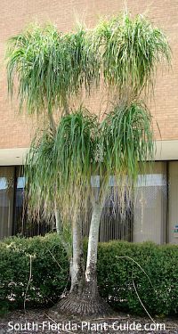 ponytail-palm-mcc-200.jpg ponytail-palm-mcc-200.jpg