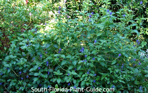 Blue Porterweed