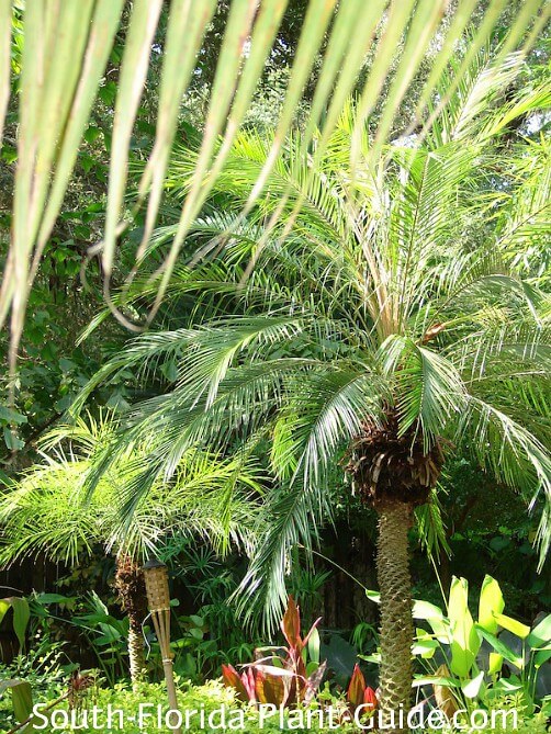 Tropical landscape with pygmy date palms