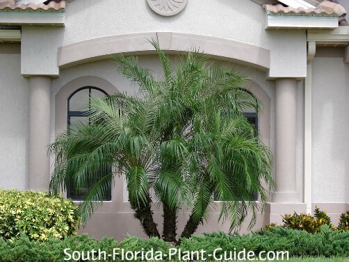 Image of Bromeliad pygmy date palm companion plant