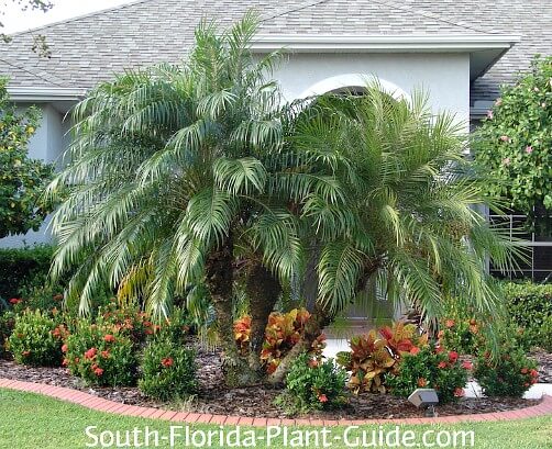 Image of Dwarf Ixora pygmy date palm companion plant