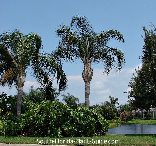 Queen Palm Landschaftsdesign