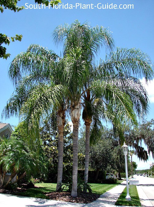 2 Queen Palm Trees 
