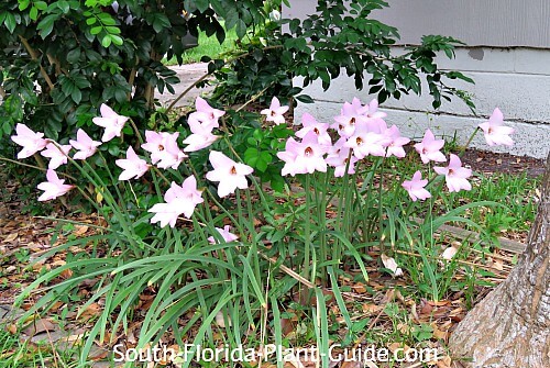 a small bed of lilies in bloom