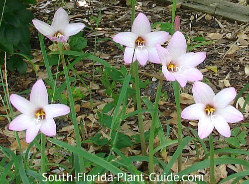 pink flowers