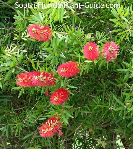 3 Cobblestone Corners Red Mini Bottle Brush Trees New