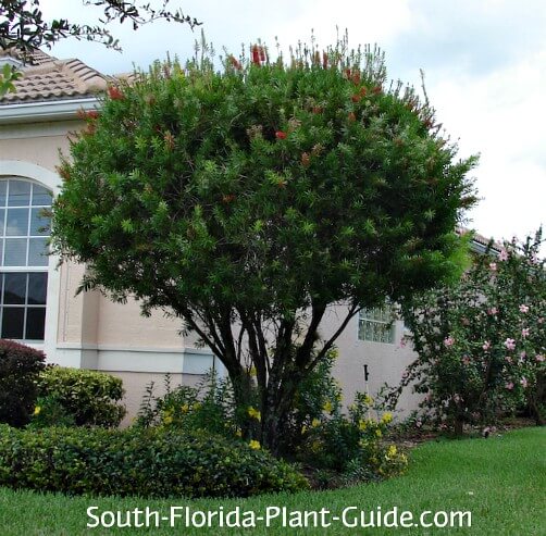 3 Cobblestone Corners Red Mini Bottle Brush Trees New