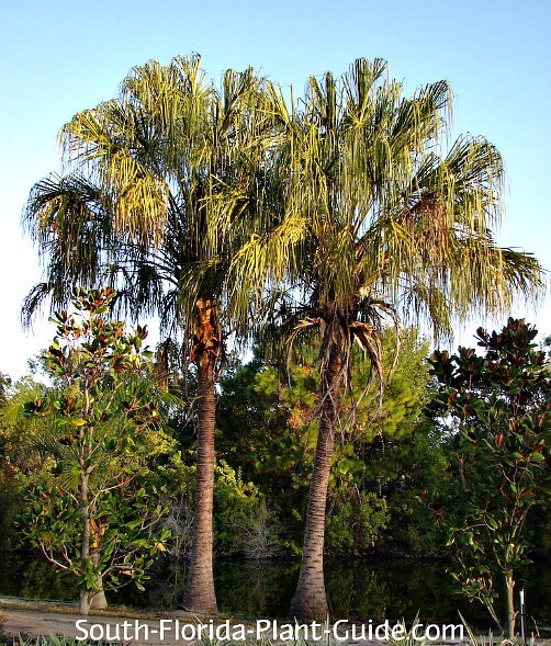mature palms at dawn mature palms at dawn