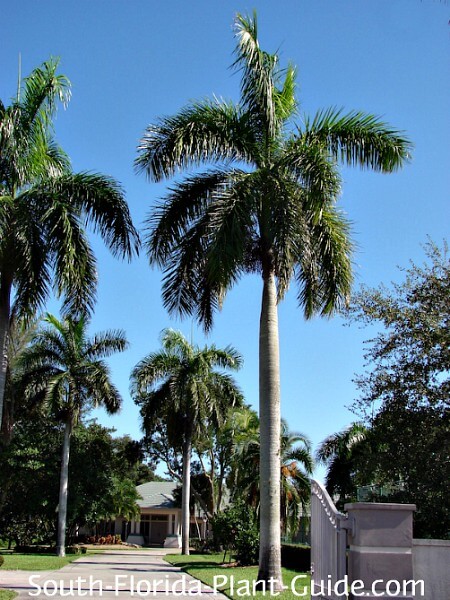 Royal Palm