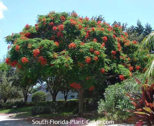 Large Flowering Trees, Common Landscaping Trees In Florida