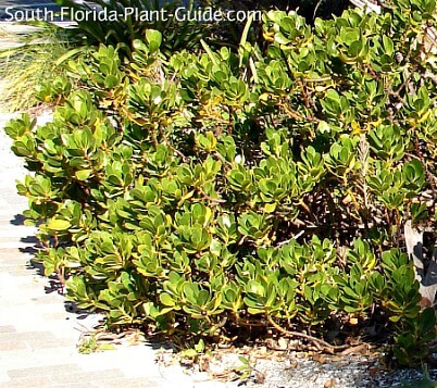 Native Plants Of Florida, Popular Florida Landscape Shrubs