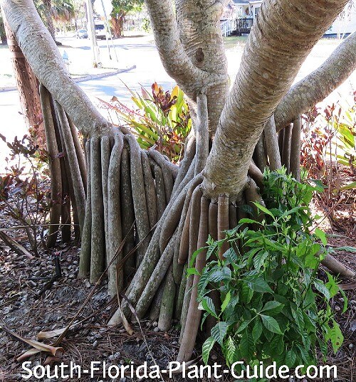 Pine Stems 