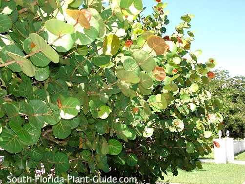 Sea Grape Sea Grape
