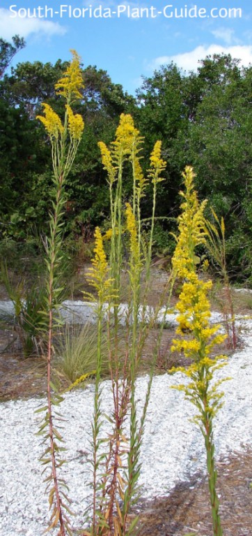 Native Plants Of Florida, Florida Landscape Plants Native And Exotic