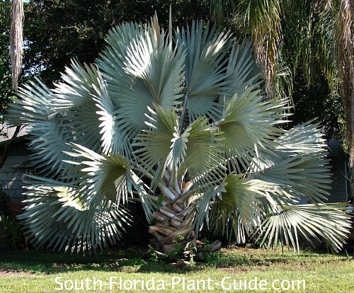 Tree Service and Shrub Care in Oakland Park, FL - Bartlett