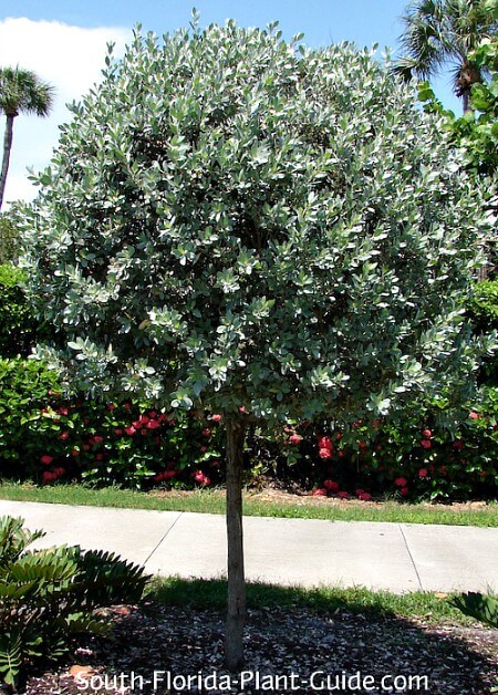 Image of Silver buttonwood plant
