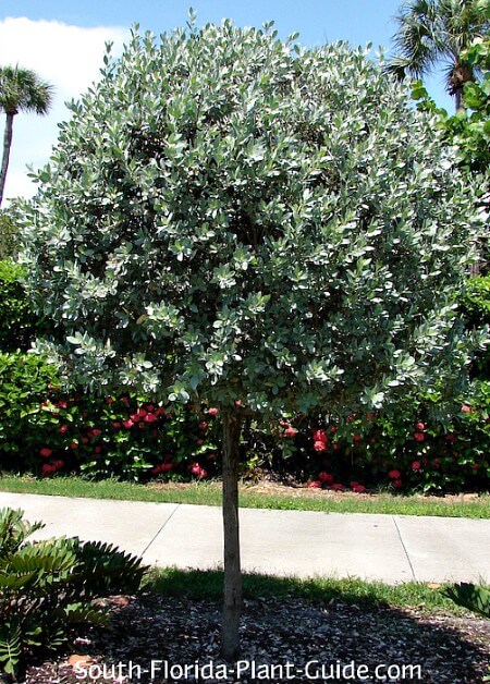 silver leaf tree service