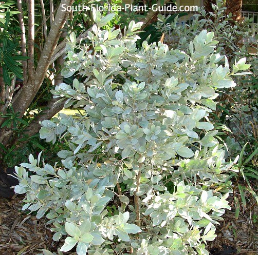 Image of Silver buttonwood plumbago companion plant