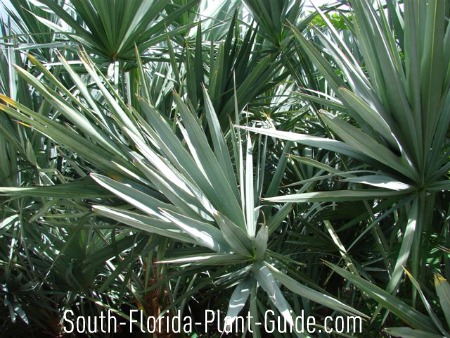 does saw palmetto increase testosterone in females