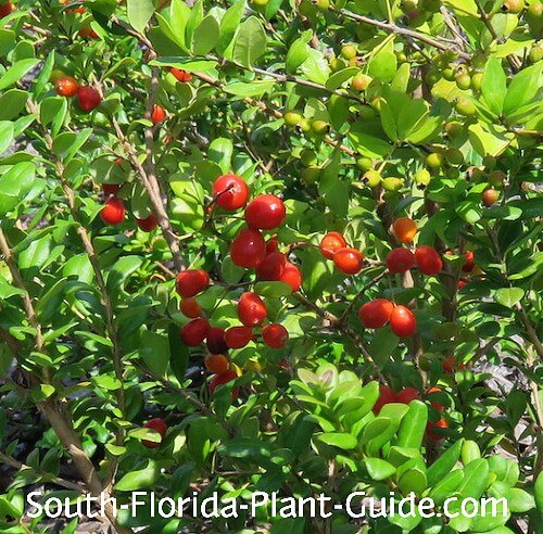 cluster of red berries cluster of red berries