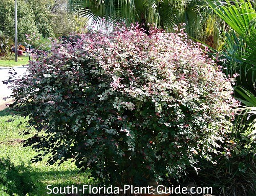 snowbush