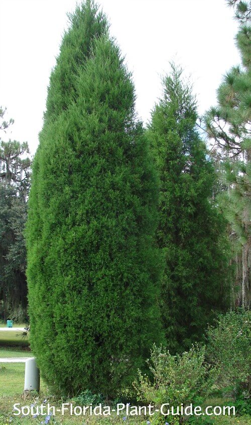 Southern Red Cedar Tree