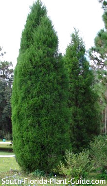 southern red cedar tree cedar christmas trees