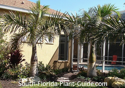 palms by pool cage entrance palms by pool cage entrance