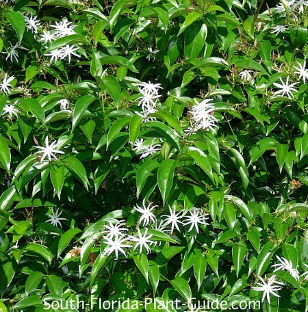 Jasmine Care: How to Plant, Grow, and Care for Jasmine Flowers