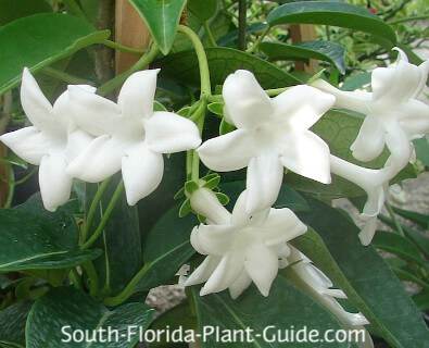 stephanotis flowers stephanotis flowers