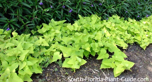 Sweet Potato Vine