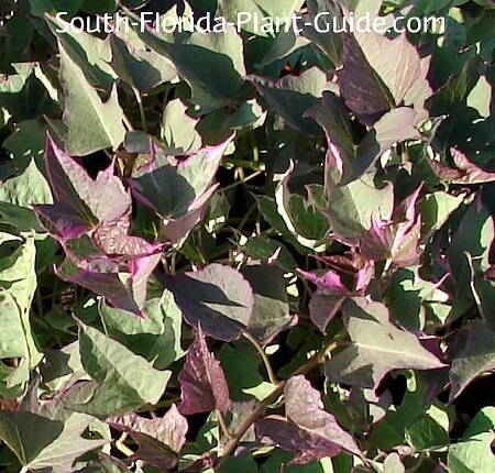 variegated variety