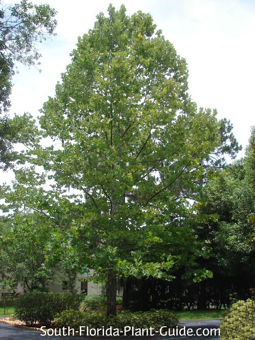Sycamore Tree Sycamore Tree