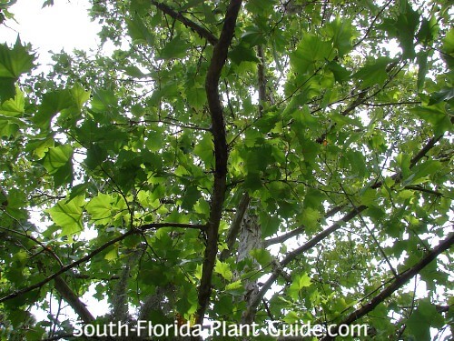Sycamore Tree Sycamore Tree