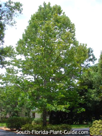 Sycamore Tree