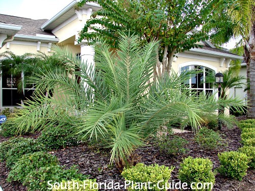 young palm growing low to the ground young palm growing low to the ground