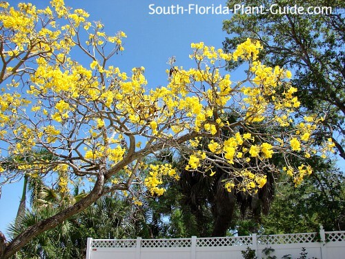 Tabebuia Tree