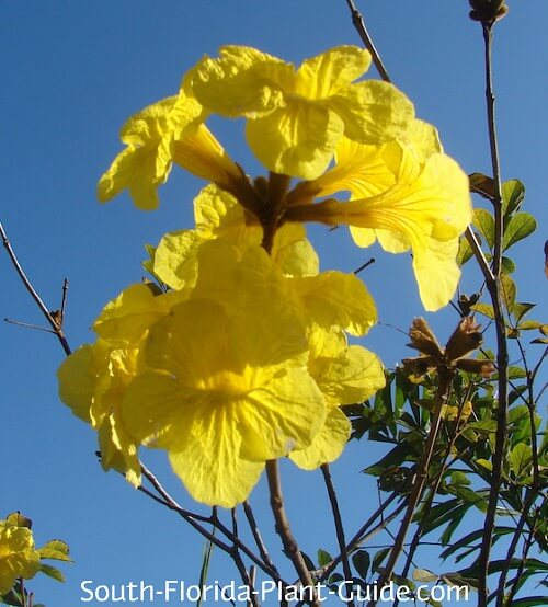 Tabebuia Tree