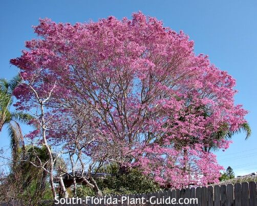 Tabebuia Tree