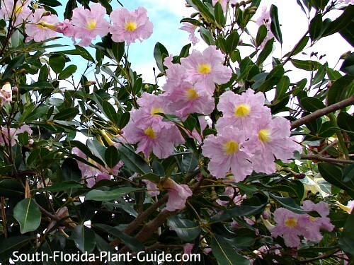 Tabebuia Tree