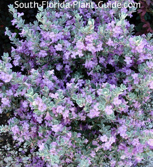 Image of Lavender Texas sage companion plant