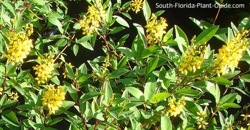 Yellow flower detail
