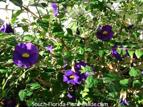 purple flowering bushes