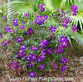 Dwarf Tibouchina