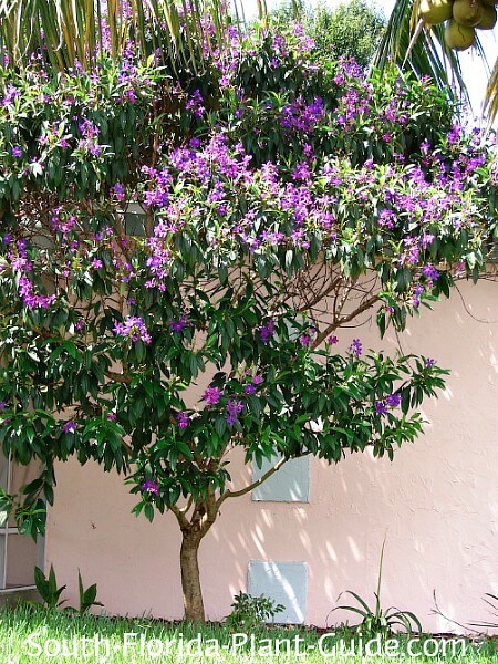 Tibouchina Granulosa - purple glory tree for sale South Florida 🌳